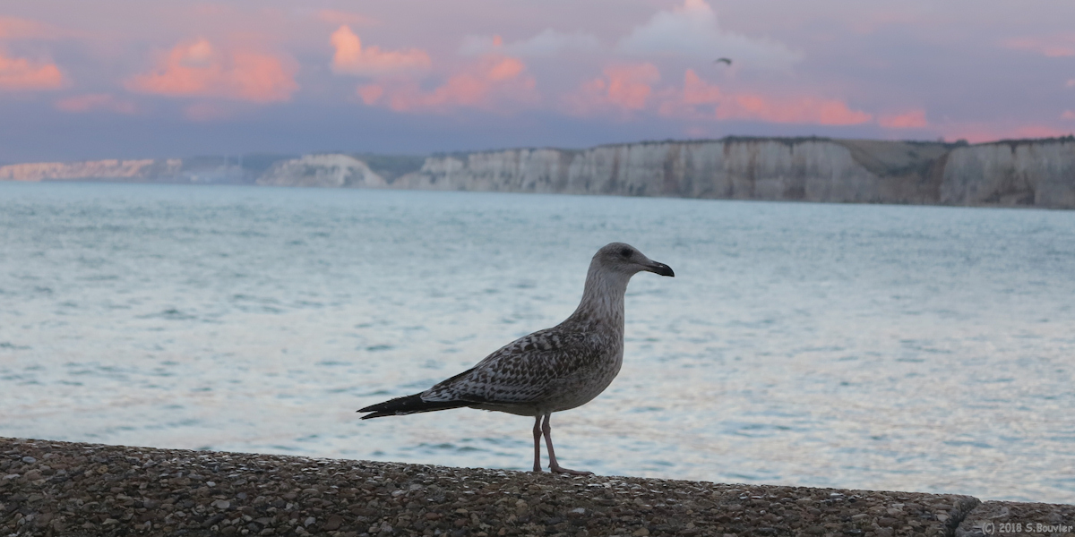Dieppe (Goéland)