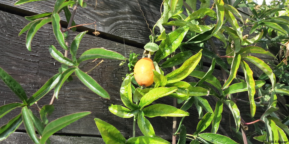Fécamp (Fruit)