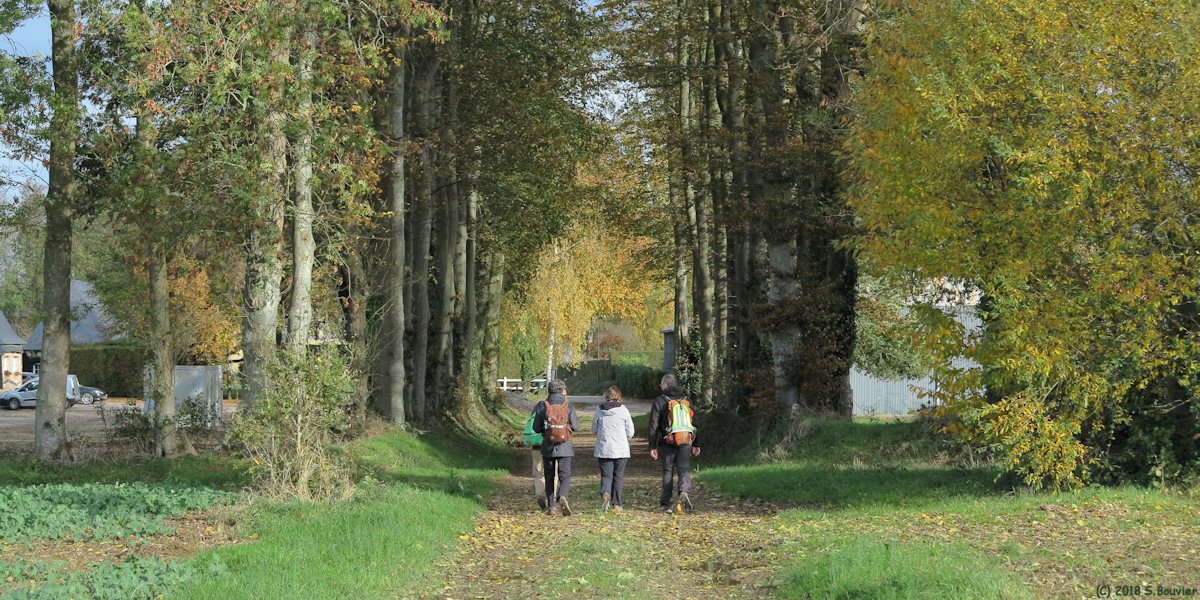 Colmesnil-Manneville (Hêtraie 1)