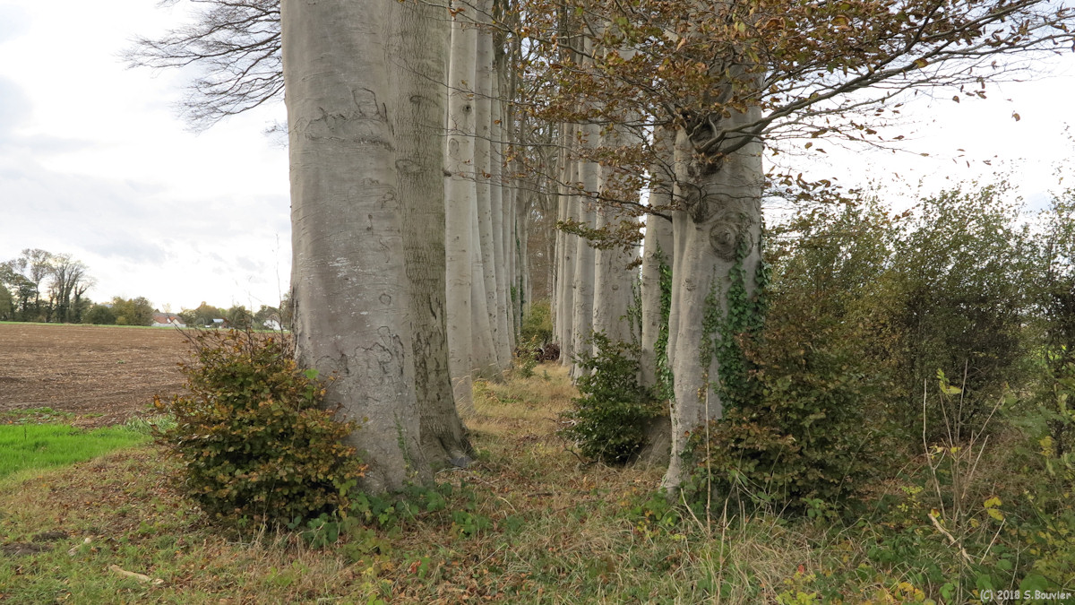 Ambrumesnil (Hêtres)