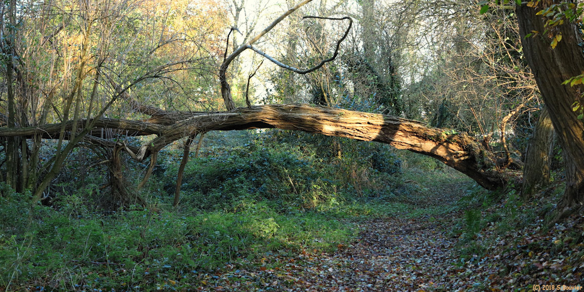 Crasville la Rocquefort (Arbre)