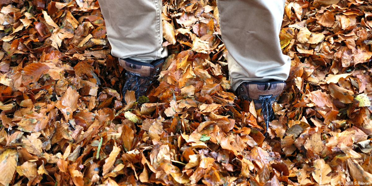 Greuville (Feuilles)