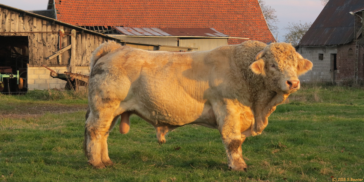 Greuville (Taureau)