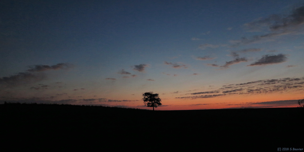 Saint Pierre le Viger (Arbre 1, Nuit)