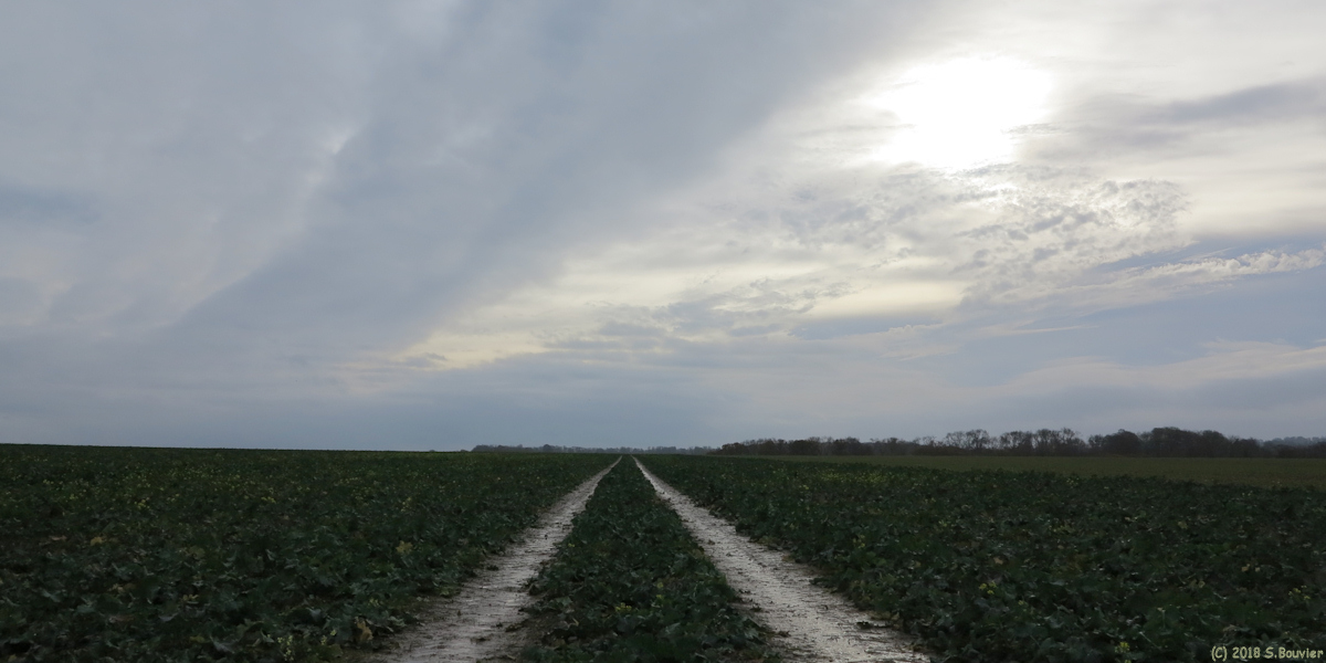 Brachy (Chemin)