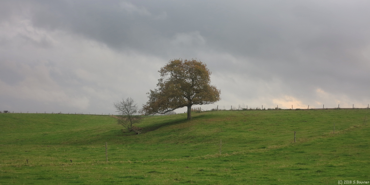 Le Bourg Dun (Arbre)