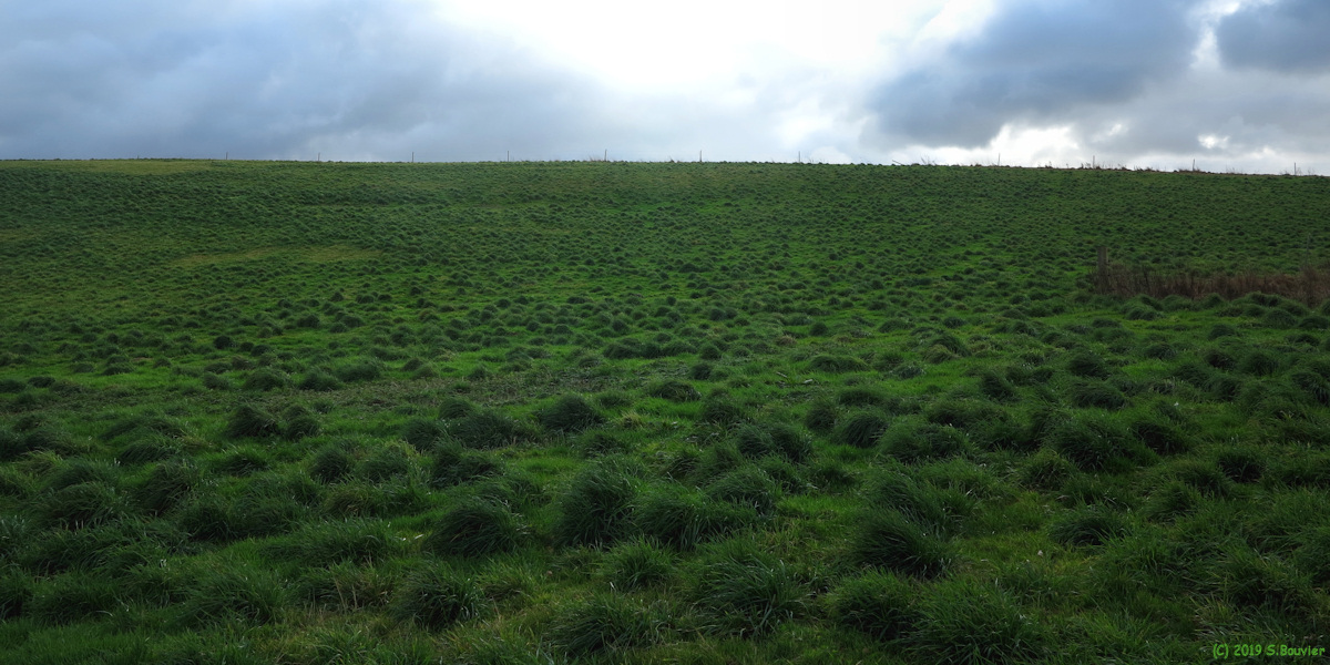 Gonneville sur Scie (Prairie)