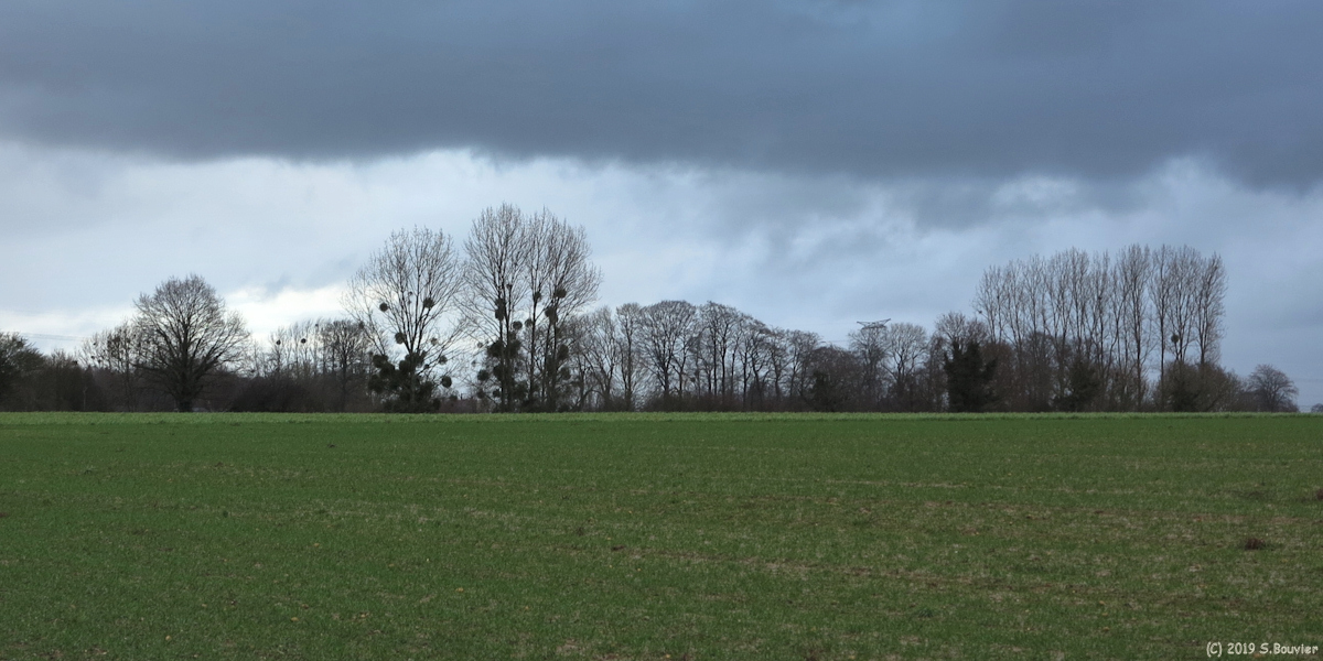 Gonneville sur Scie (Plaine 4)