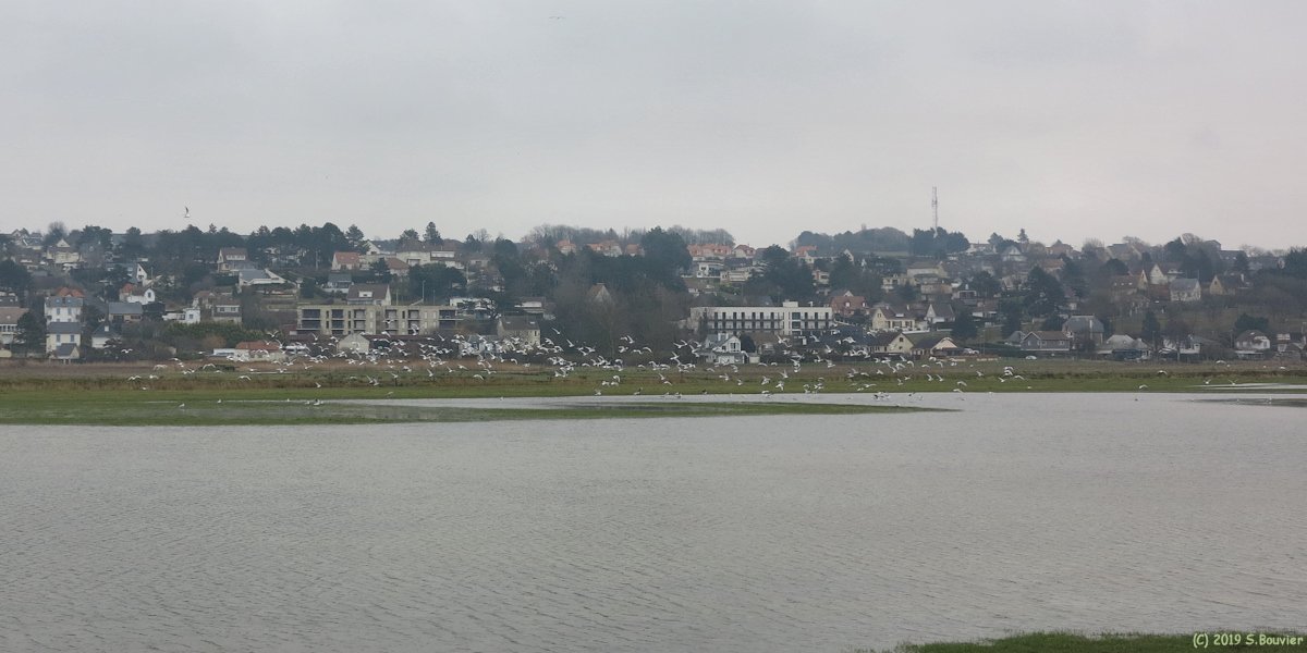 Criel sur Mer (Goélands)