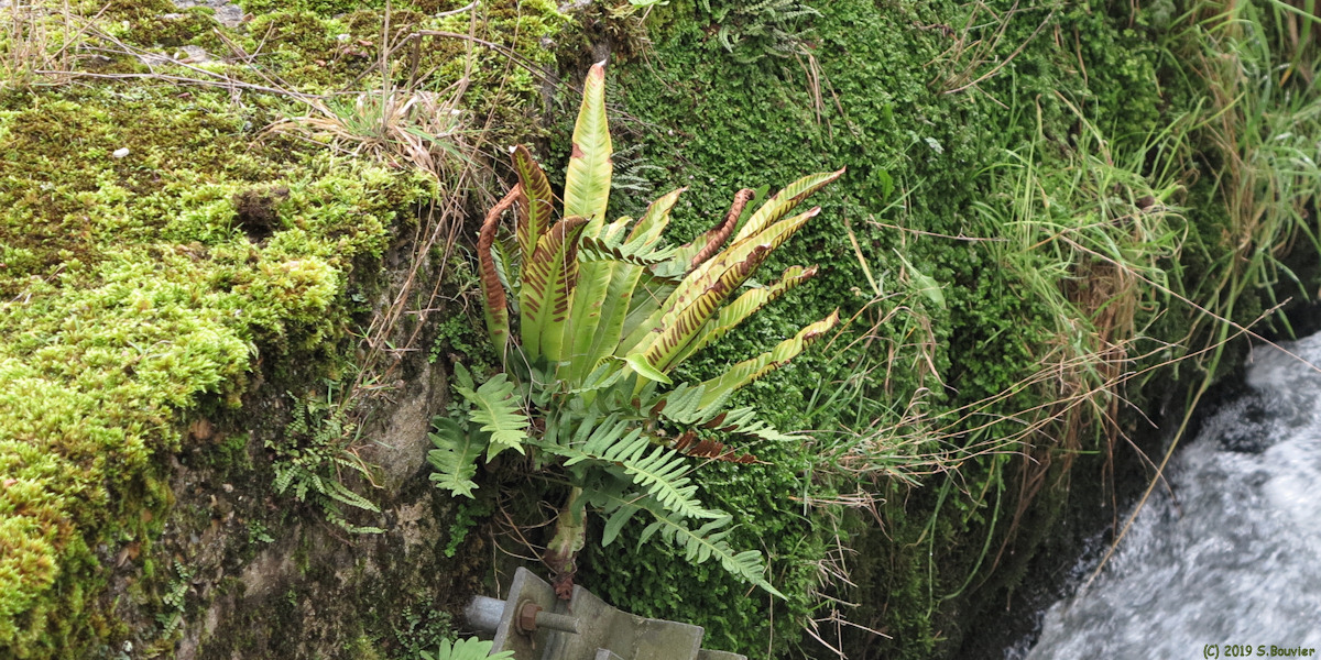 Vittefleur (Fougères)