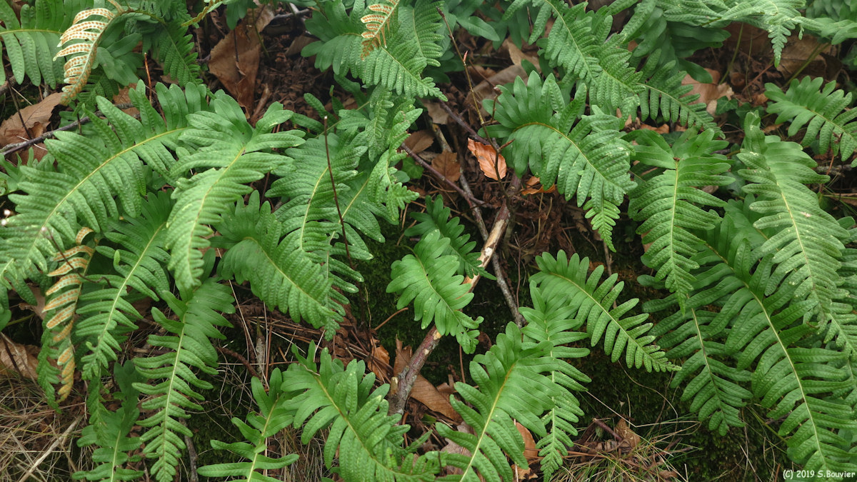 Vittefleur (Polypodes)