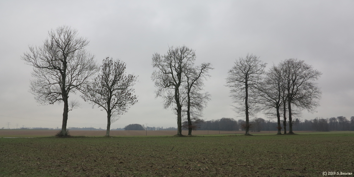La Chaussée (Arbres)
