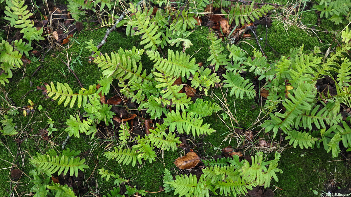 La Chapelle du Bourgay (Polypodes 1)