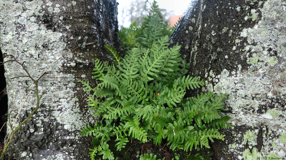 La Chapelle du Bourgay (Polypodes 2)
