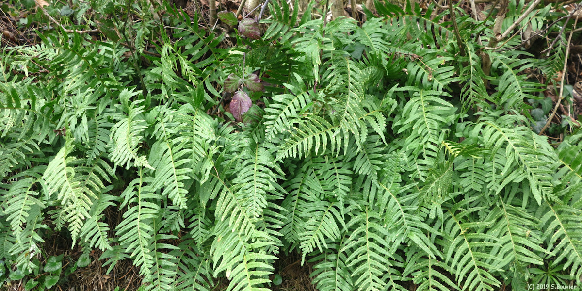 Manneville ès Plains (Polypodes)