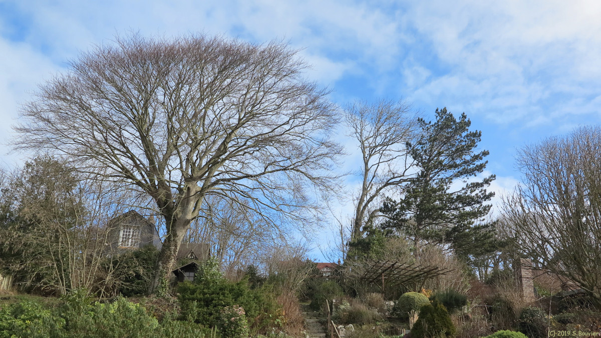 Veules les Roses (Arbres)