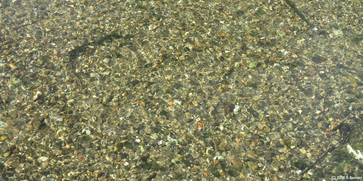Veules les Roses (Veules)
