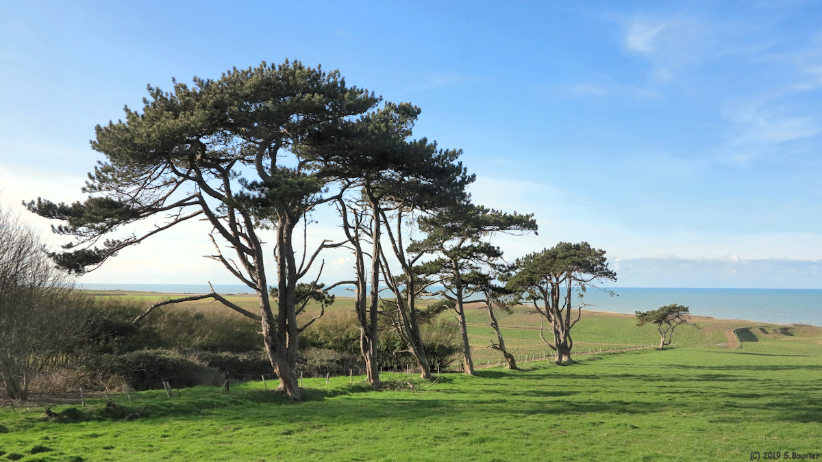 Quiberville (Pins 2)