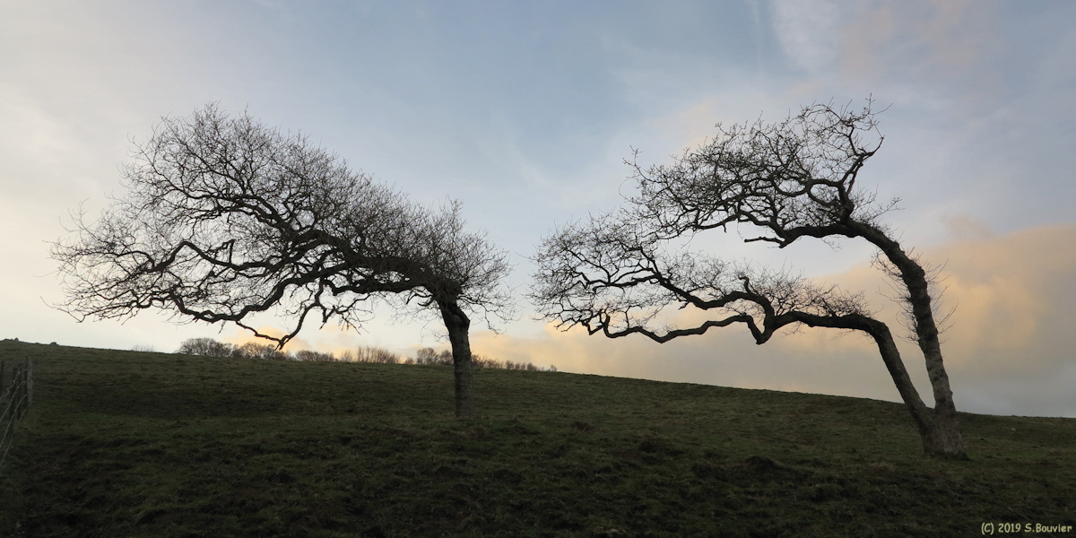 Varengeville sur Mer (Arbres)