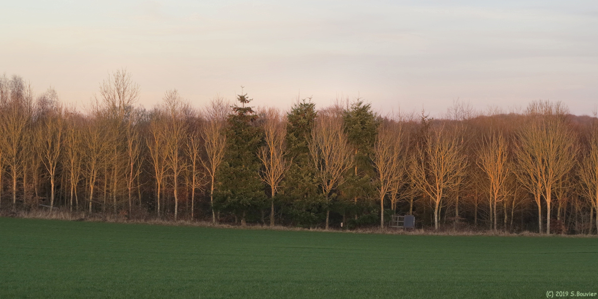 Emanville (Bois)