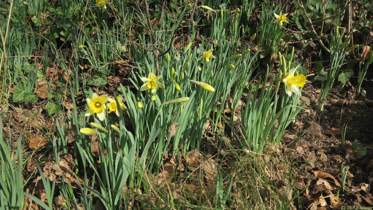 Lintot les Bois (Jonquilles)