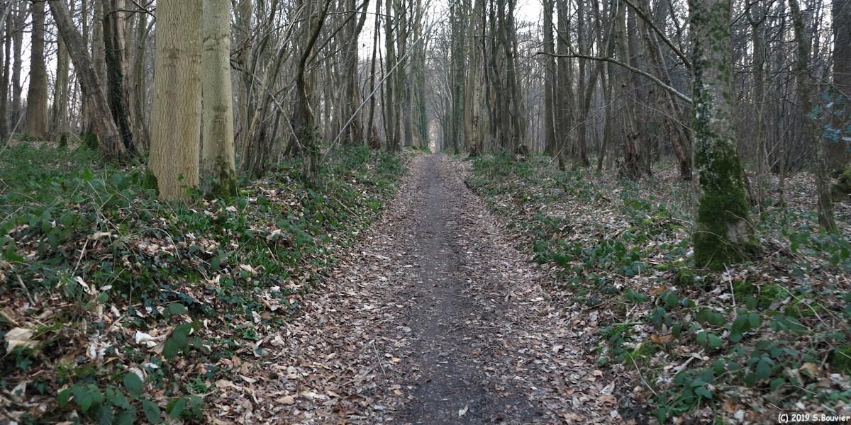 Longueville sur Scie (Chemin)