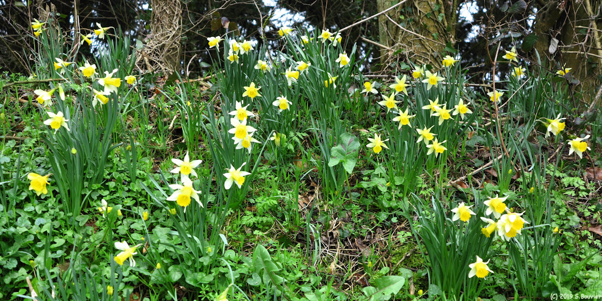 Varengeville sur Mer (Jonquilles)