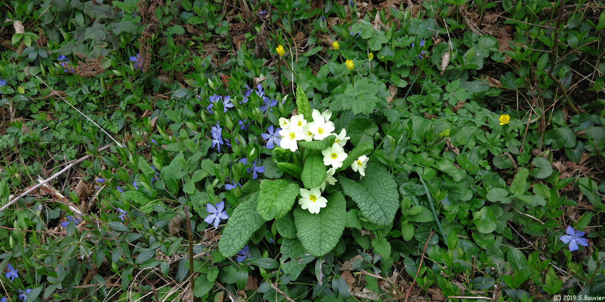 Goupillières (Fleurs)