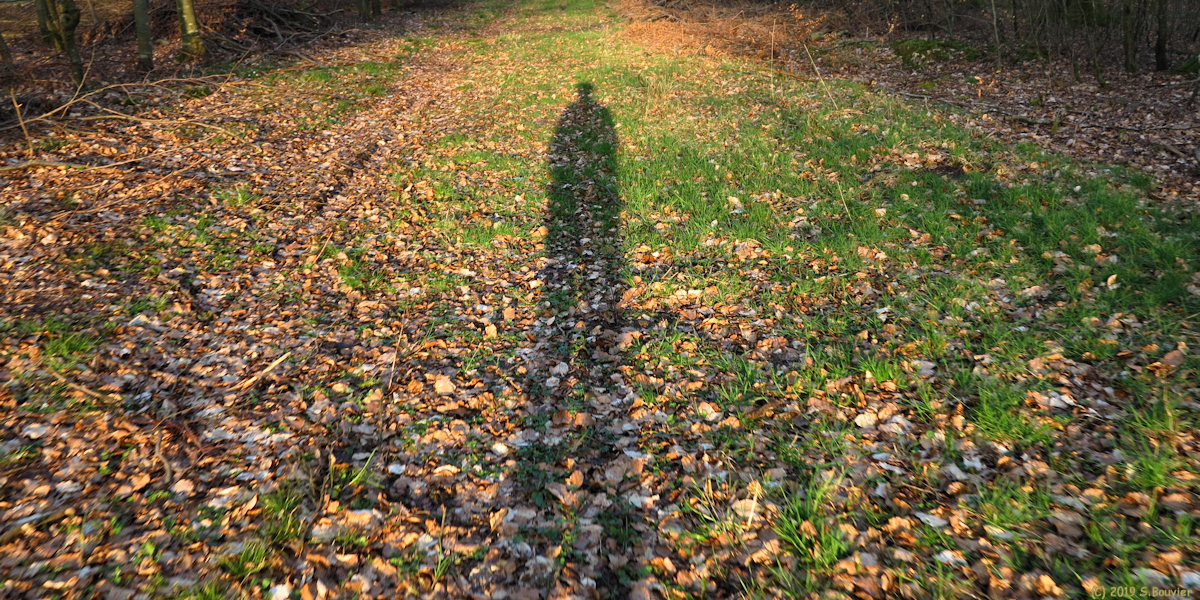 Haute Forêt d'Eu (Ombre)