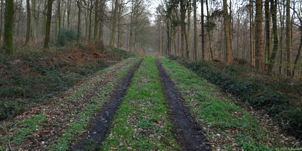 Haute Forêt d'Eu (Route Centrale)