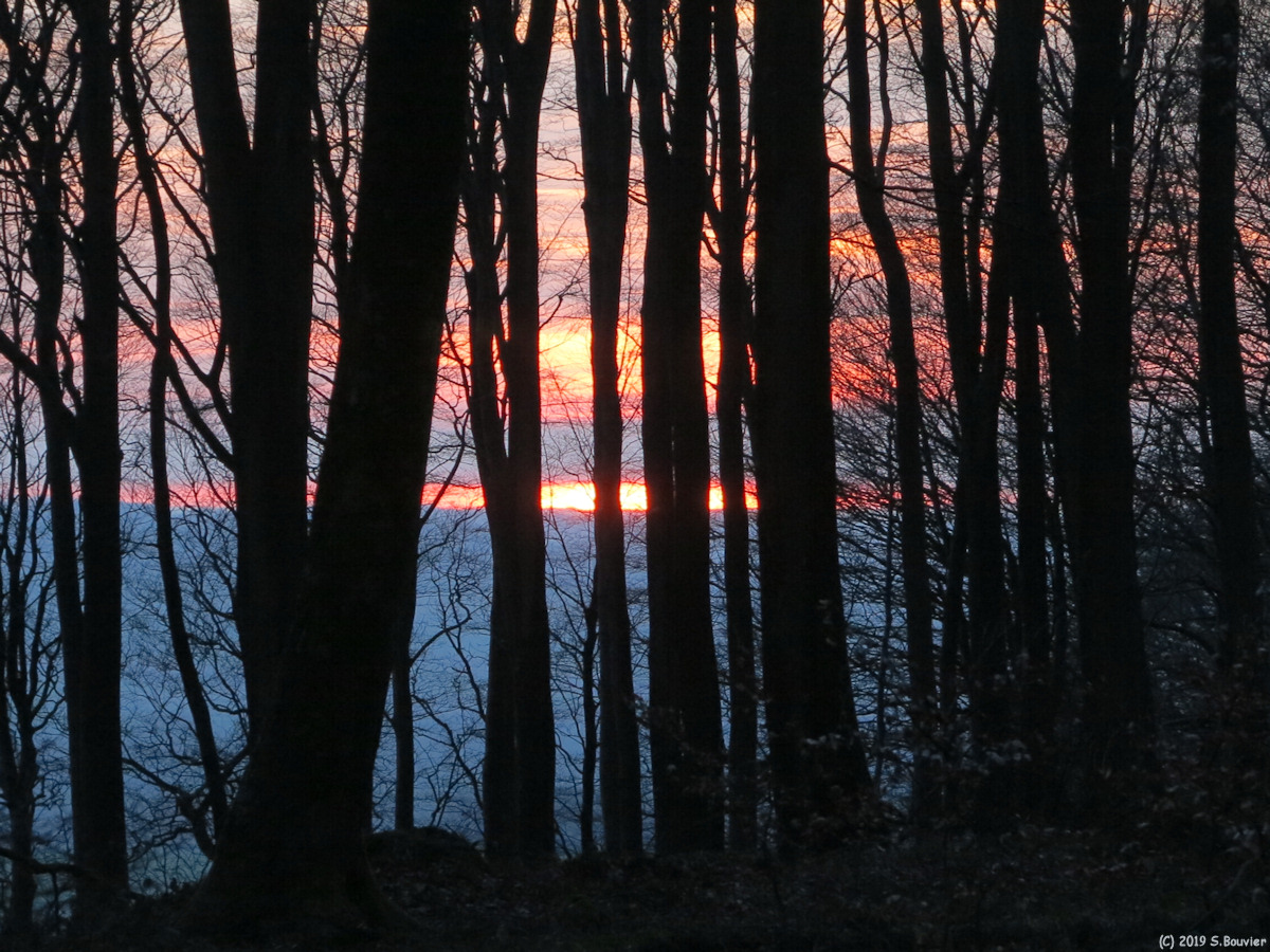Haute Forêt d'Eu (Soleil couchant)