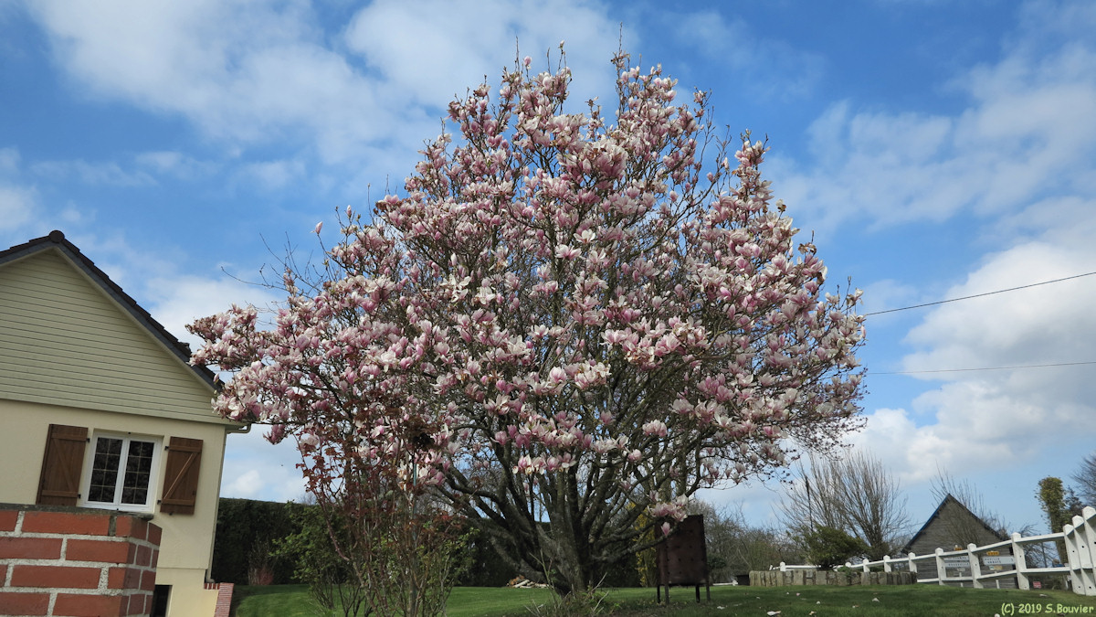 Criquetot sur Ouville (Magnolia)