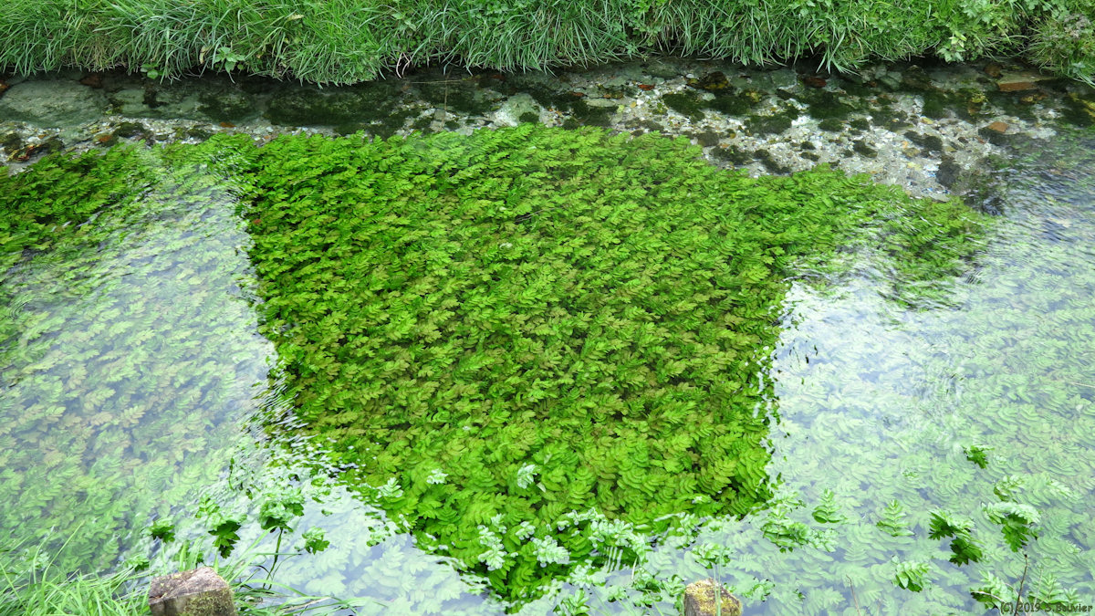 Moulineaux (Ruisseau 2)