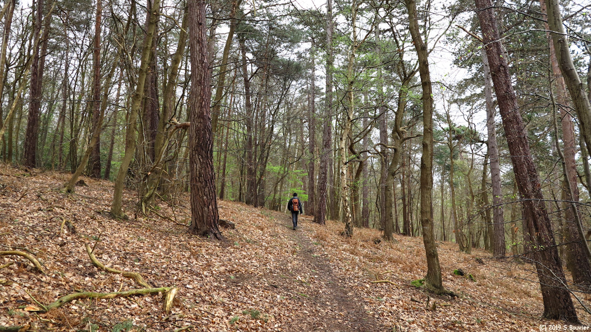 Forêt de la Londe Rouvray (Laie 1)