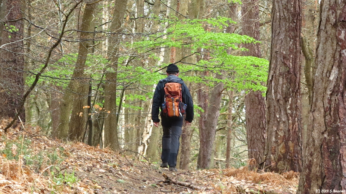 Forêt de la Londe Rouvray (Laie 2)