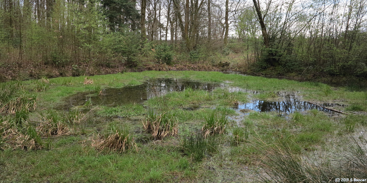 Forêt de la Londe Rouvray (Mare)