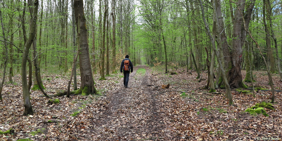 Forêt de la Londe Rouvray (Laie 3)