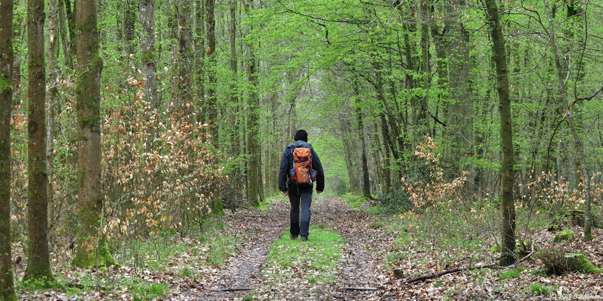 Forêt de la Londe Rouvray (Laie 4)