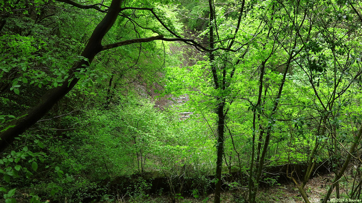 Forêt de la Londe-Rouvray (Ancienne Ligne)