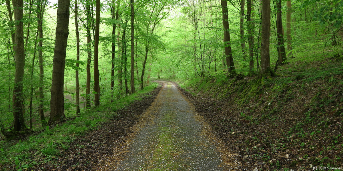 Forêt de la Londe-Rouvray (Route forestière 2)