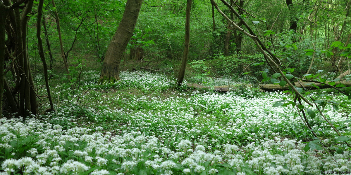 Forêt de la Londe-Rouvray (Ail des Ours)