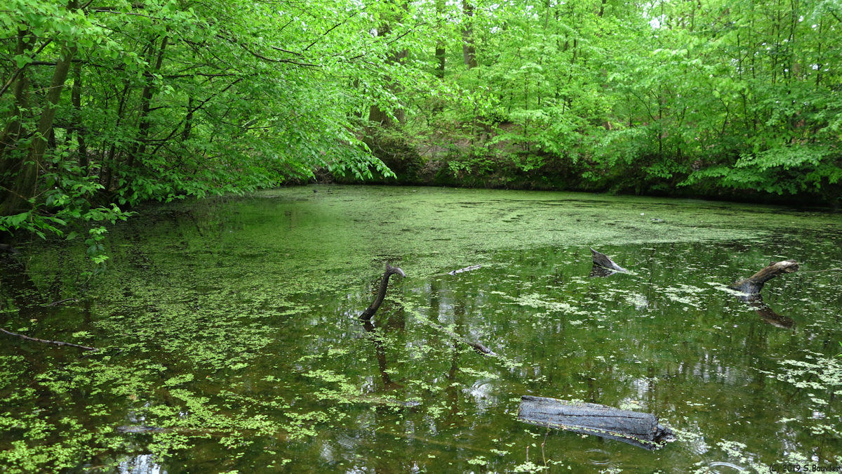 Forêt de la Londe-Rouvray (Mare)