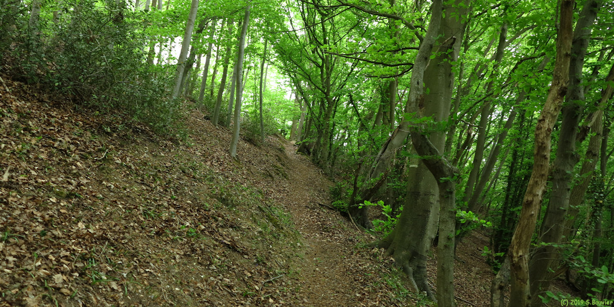 Forêt de la Londe-Rouvray (Sentier)
