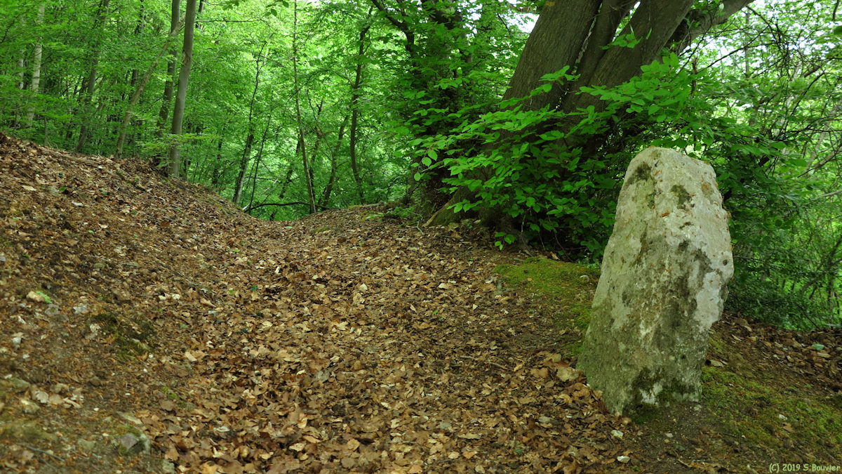 Forêt de la Londe-Rouvray (Borne)