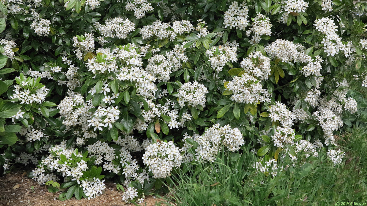 Saint Léonard (Fleurs d'Oranger)