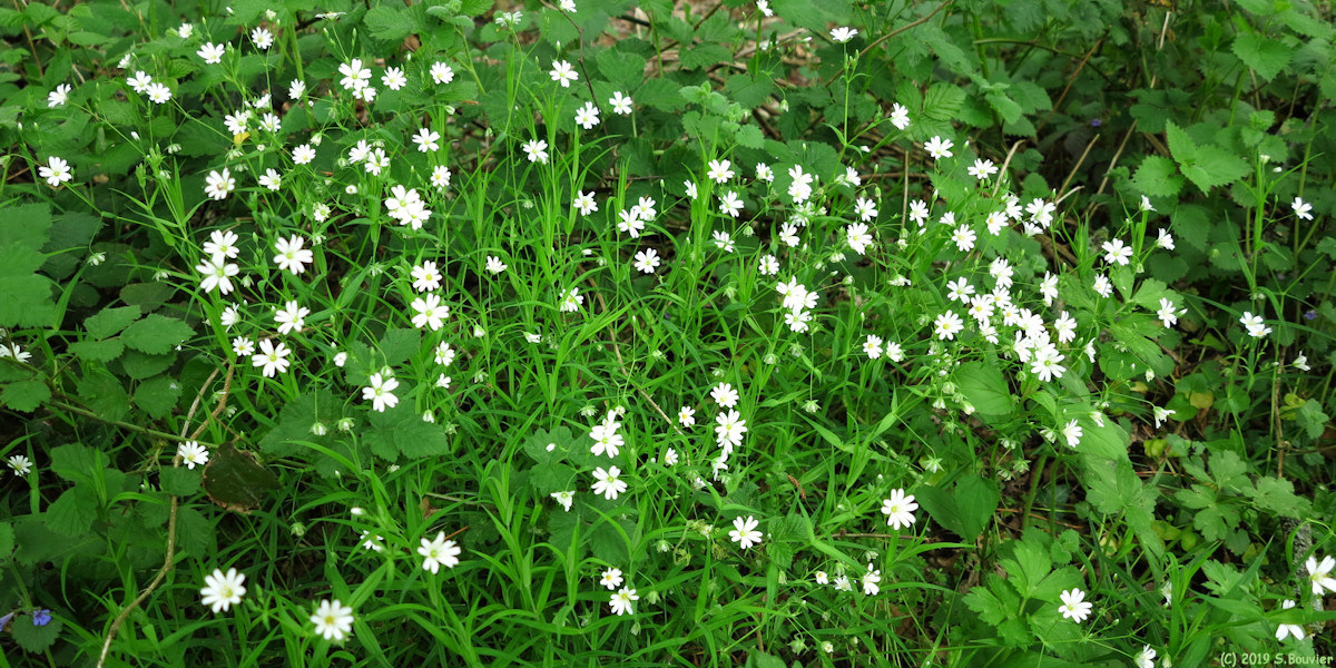 Froberville (Stellaire holostée)