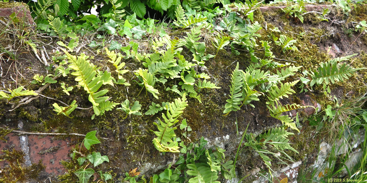 Vattetot sur Mer (Polypodes)