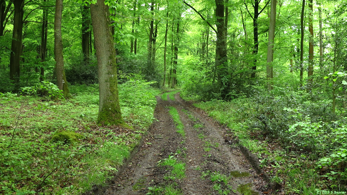 Forêt de la Londe-Rouvray (Chemin)