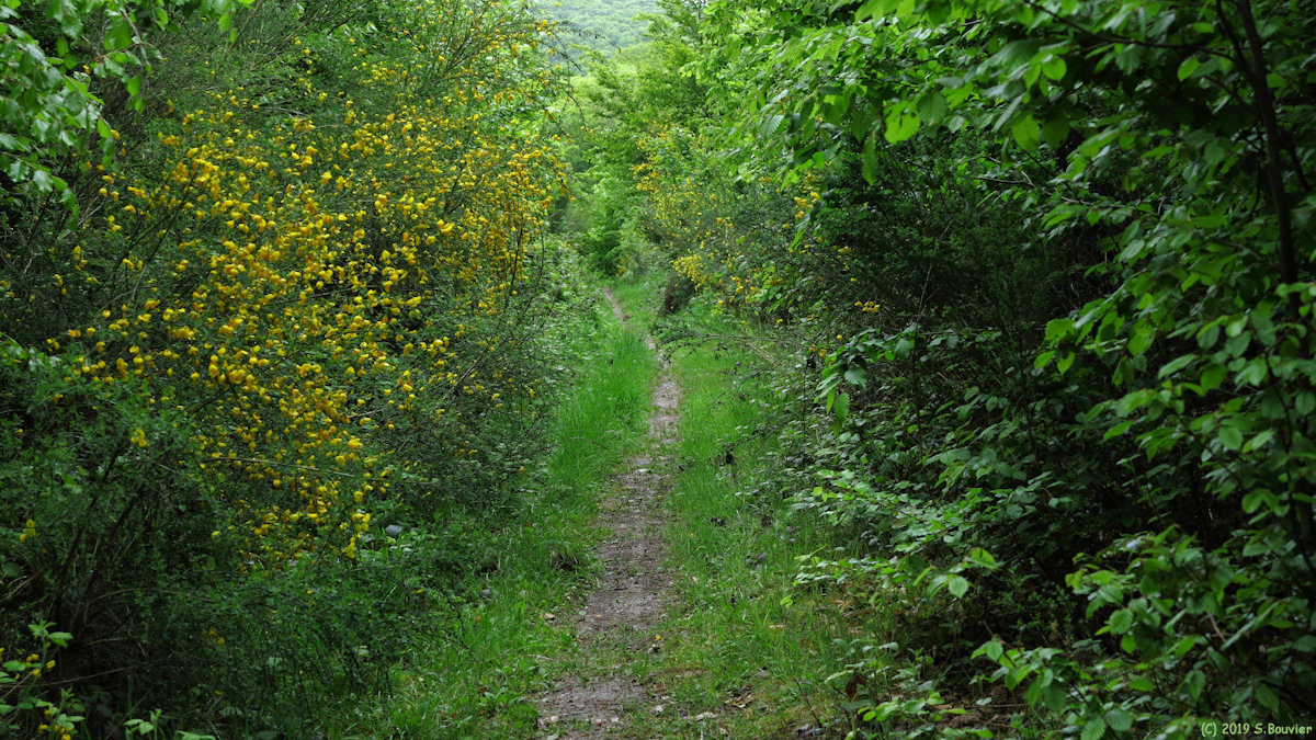 Forêt de la Londe-Rouvray (Allée 1)