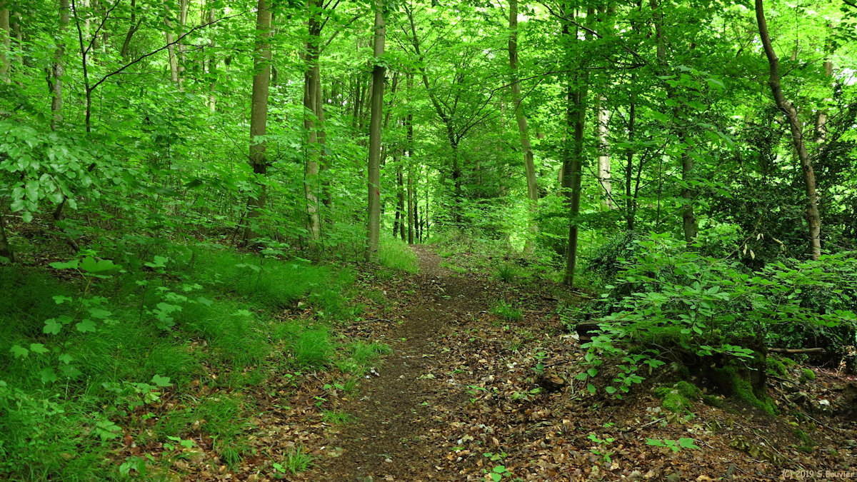 Forêt de la Londe-Rouvray (Sentier 1)